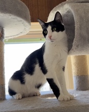 JOEL, Katze, Europäisch Kurzhaar in Zypern - Bild 4