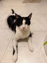 JOEL, Katze, Europäisch Kurzhaar in Zypern - Bild 5
