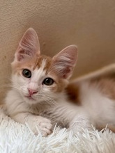 PEACH, Katze, Europäisch Kurzhaar in Zypern - Bild 1
