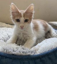 PEACH, Katze, Europäisch Kurzhaar in Zypern - Bild 2