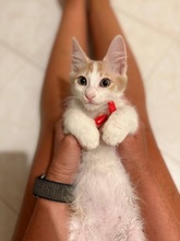 PEACH, Katze, Europäisch Kurzhaar in Zypern - Bild 3