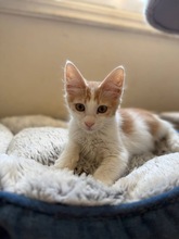 PEACH, Katze, Europäisch Kurzhaar in Zypern - Bild 4