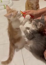 PEACH, Katze, Europäisch Kurzhaar in Zypern - Bild 5