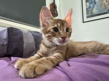 THEMOS, Katze, Europäisch Kurzhaar in Zypern - Bild 2