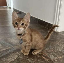 THEMOS, Katze, Europäisch Kurzhaar in Zypern - Bild 3