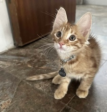 THEMOS, Katze, Europäisch Kurzhaar in Zypern - Bild 4