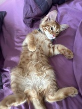THEMOS, Katze, Europäisch Kurzhaar in Zypern - Bild 5