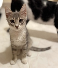 ZEPHIRO, Katze, Europäisch Kurzhaar in Zypern - Bild 1