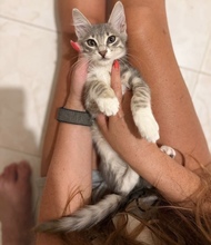 ZEPHIRO, Katze, Europäisch Kurzhaar in Zypern - Bild 2