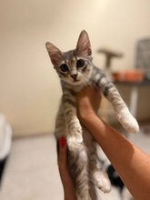 ZEPHIRO, Katze, Europäisch Kurzhaar in Zypern - Bild 3