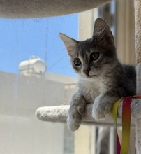 ZEPHIRO, Katze, Europäisch Kurzhaar in Zypern - Bild 4