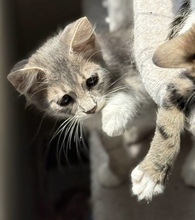 ZEPHIRO, Katze, Europäisch Kurzhaar in Zypern - Bild 5