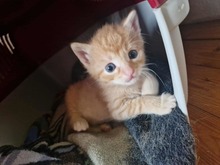 CARLO, Katze, Europäisch Kurzhaar in Bothel - Bild 1