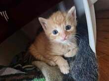 CARLO, Katze, Europäisch Kurzhaar in Bothel - Bild 2