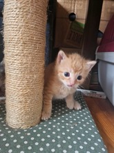 CARLO, Katze, Europäisch Kurzhaar in Bothel - Bild 3