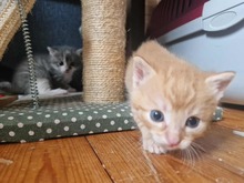CARLO, Katze, Europäisch Kurzhaar in Bothel - Bild 4