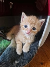 CARLO, Katze, Europäisch Kurzhaar in Bothel - Bild 5