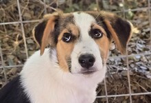 YUNA, Hund, Mischlingshund in Griechenland