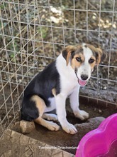 YUNA, Hund, Mischlingshund in Griechenland - Bild 2