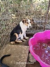 YUNA, Hund, Mischlingshund in Griechenland - Bild 3