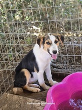 YUNA, Hund, Mischlingshund in Griechenland - Bild 4