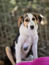 YUNA, Hund, Mischlingshund in Griechenland - Bild 6