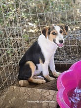YUNA, Hund, Mischlingshund in Griechenland - Bild 7