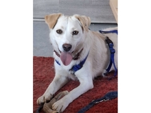 NADIRAH, Hund, Mischlingshund in Staufenberg