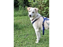 NADIRAH, Hund, Mischlingshund in Staufenberg - Bild 2