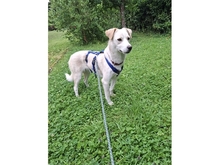 NADIRAH, Hund, Mischlingshund in Staufenberg - Bild 3
