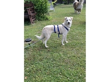 NADIRAH, Hund, Mischlingshund in Staufenberg - Bild 4