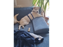 NADIRAH, Hund, Mischlingshund in Staufenberg - Bild 6