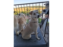 NADIRAH, Hund, Mischlingshund in Staufenberg - Bild 7