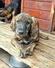 BERT, Hund, Mischlingshund in Rumänien