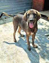 BERT, Hund, Mischlingshund in Rumänien - Bild 2