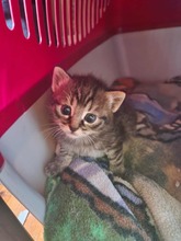 CASPAR, Katze, Europäisch Kurzhaar in Bothel - Bild 1