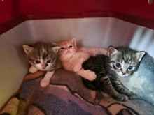 CASPAR, Katze, Europäisch Kurzhaar in Bothel - Bild 10