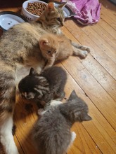 CASPAR, Katze, Europäisch Kurzhaar in Bothel - Bild 12