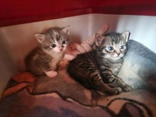 CASPAR, Katze, Europäisch Kurzhaar in Bothel - Bild 13
