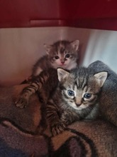 CASPAR, Katze, Europäisch Kurzhaar in Bothel - Bild 14
