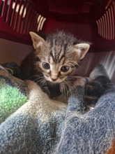 CASPAR, Katze, Europäisch Kurzhaar in Bothel - Bild 2