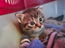 CASPAR, Katze, Europäisch Kurzhaar in Bothel - Bild 3