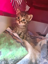 CASPAR, Katze, Europäisch Kurzhaar in Bothel - Bild 4