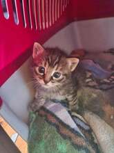 CASPAR, Katze, Europäisch Kurzhaar in Bothel - Bild 5