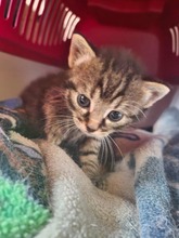 CASPAR, Katze, Europäisch Kurzhaar in Bothel - Bild 6