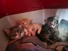 CASPAR, Katze, Europäisch Kurzhaar in Bothel - Bild 8