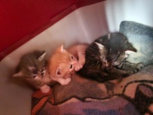 CASPAR, Katze, Europäisch Kurzhaar in Bothel - Bild 9