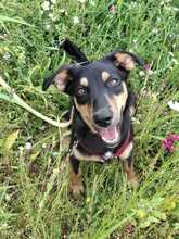 DJAMILA, Hund, Mischlingshund in Greven