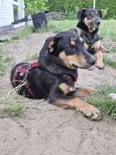 DJAMILA, Hund, Mischlingshund in Greven - Bild 2