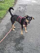 DJAMILA, Hund, Mischlingshund in Greven - Bild 3